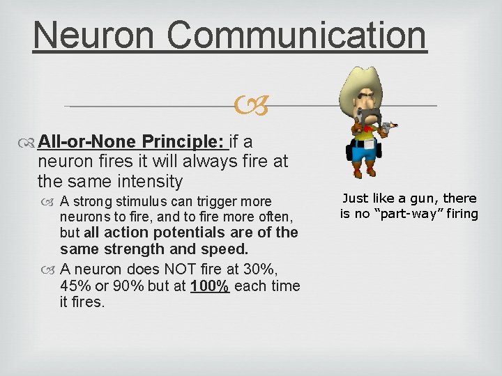 Neuron Communication All-or-None Principle: if a neuron fires it will always fire at the