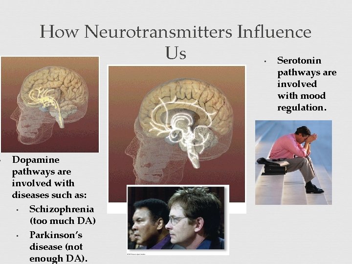  • How Neurotransmitters Influence Us Serotonin • pathways are involved with mood regulation.