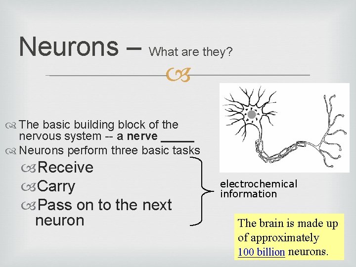 Neurons – What are they? The basic building block of the nervous system --