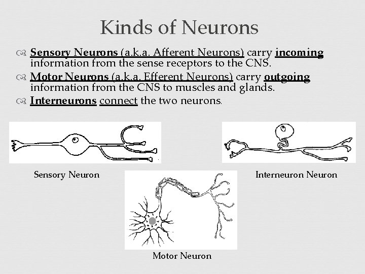 Kinds of Neurons Sensory Neurons (a. k. a. Afferent Neurons) carry incoming information from