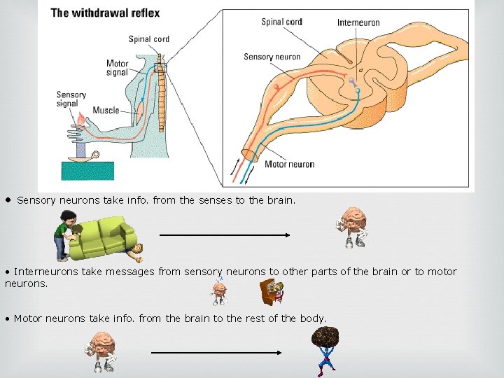  • Sensory neurons take info. from the senses to the brain. • Interneurons