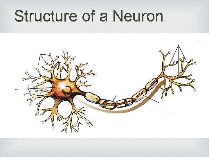 Structure of a Neuron 