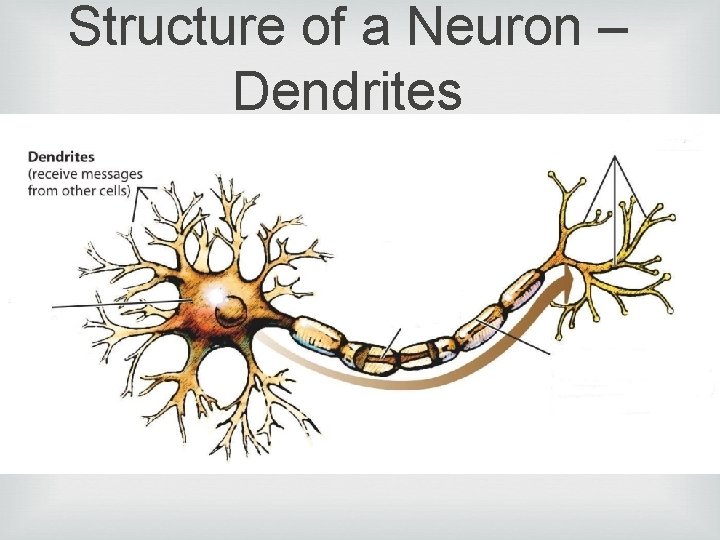 Structure of a Neuron – Dendrites 