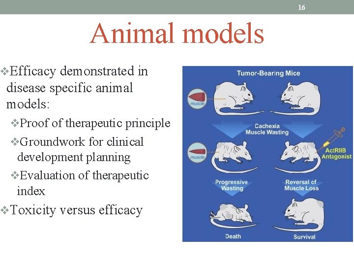 16 Animal models v. Efficacy demonstrated in disease specific animal models: v. Proof of