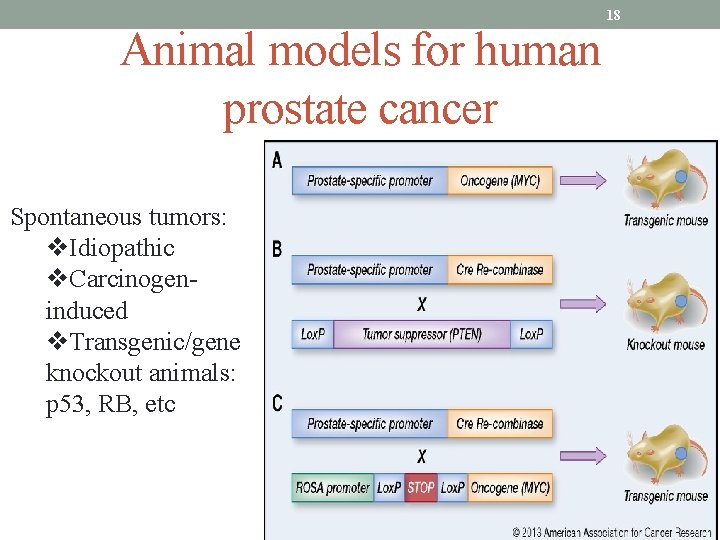 Animal models for human prostate cancer Spontaneous tumors: v. Idiopathic v. Carcinogeninduced v. Transgenic/gene