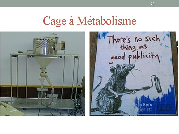 20 Cage à Métabolisme 