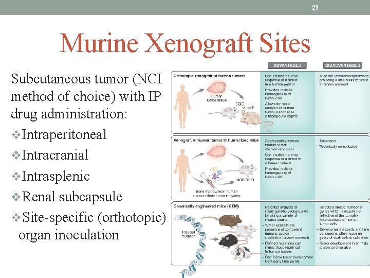 21 Murine Xenograft Sites Subcutaneous tumor (NCI method of choice) with IP drug administration: