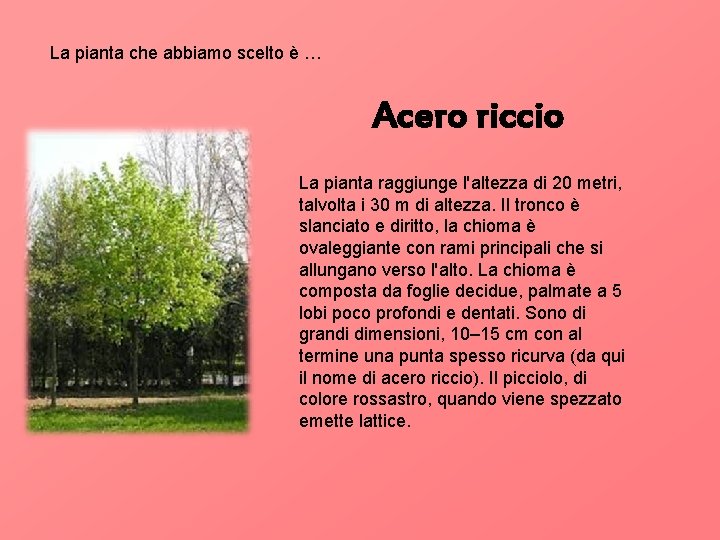 La pianta che abbiamo scelto è … Acero riccio La pianta raggiunge l'altezza di