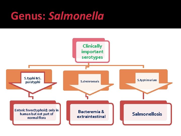 Genus: Salmonella Clinically important serotypes S. typhi &S. paratyphi Enteric fever(typhoid) only in human