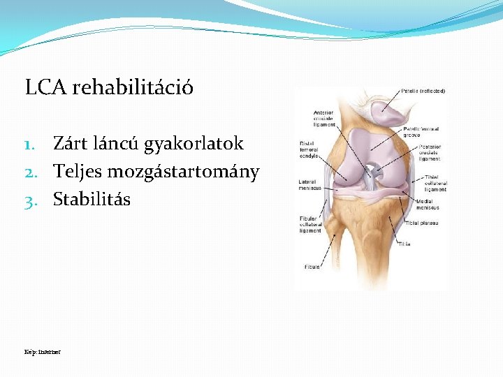 LCA rehabilitáció 1. Zárt láncú gyakorlatok 2. Teljes mozgástartomány 3. Stabilitás Kép: internet 