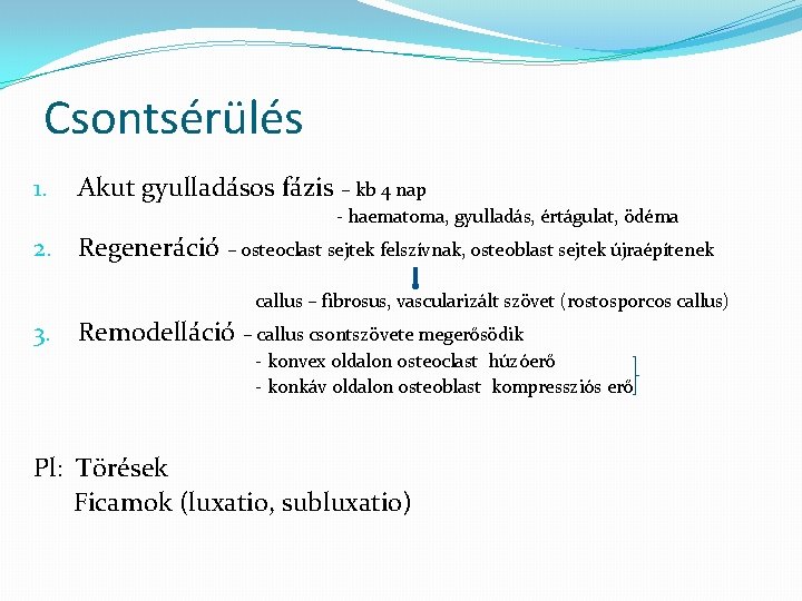 Csontsérülés 1. Akut gyulladásos fázis – kb 4 nap - haematoma, gyulladás, értágulat, ödéma