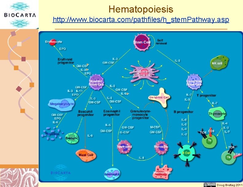 Hematopoiesis http: //www. biocarta. com/pathfiles/h_stem. Pathway. asp Doug Brutlag 2011 