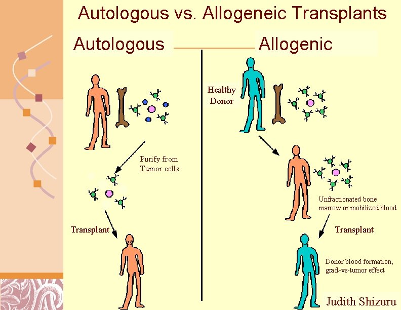 Autologous vs. Allogeneic Transplants Autologous Allogenic Healthy Donor Purify from Tumor cells Unfractionated bone