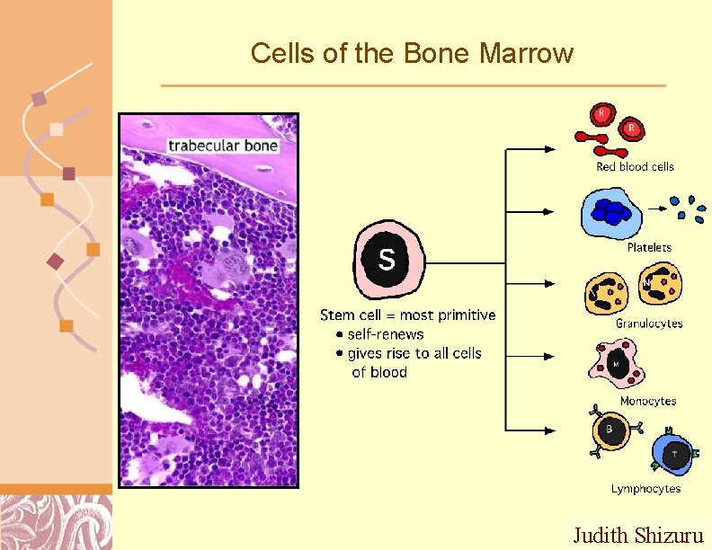 Cells of the Bone Marrow Judith Shizuru Doug Brutlag 2011 