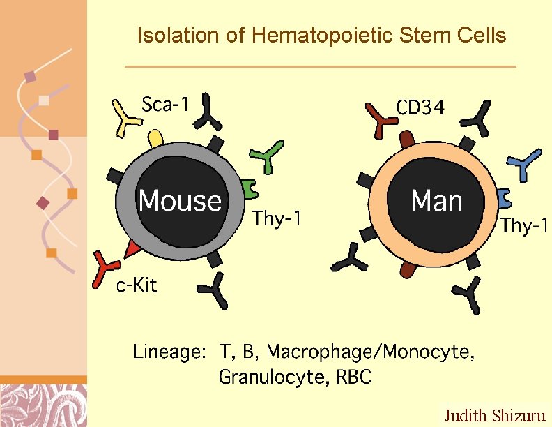 Isolation of Hematopoietic Stem Cells Judith Shizuru Doug Brutlag 2011 