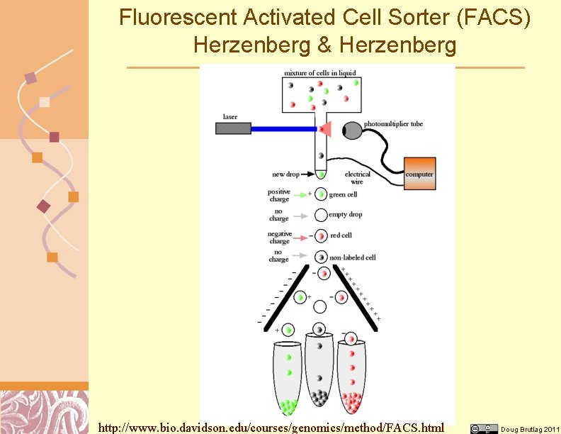 Fluorescent Activated Cell Sorter (FACS) Herzenberg & Herzenberg http: //www. bio. davidson. edu/courses/genomics/method/FACS. html