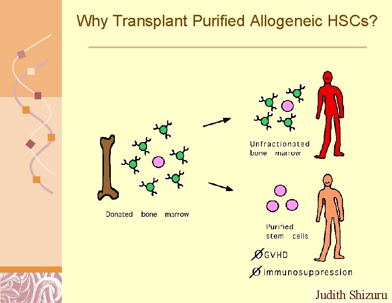 Why Transplant Purified Allogeneic HSCs? Judith Shizuru Doug Brutlag 2011 