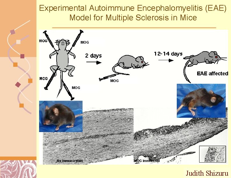 Experimental Autoimmune Encephalomyelitis (EAE) Model for Multiple Sclerosis in Mice MOG MOG Judith Shizuru