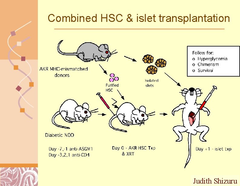 Combined HSC & islet transplantation Judith Shizuru Doug Brutlag 2011 