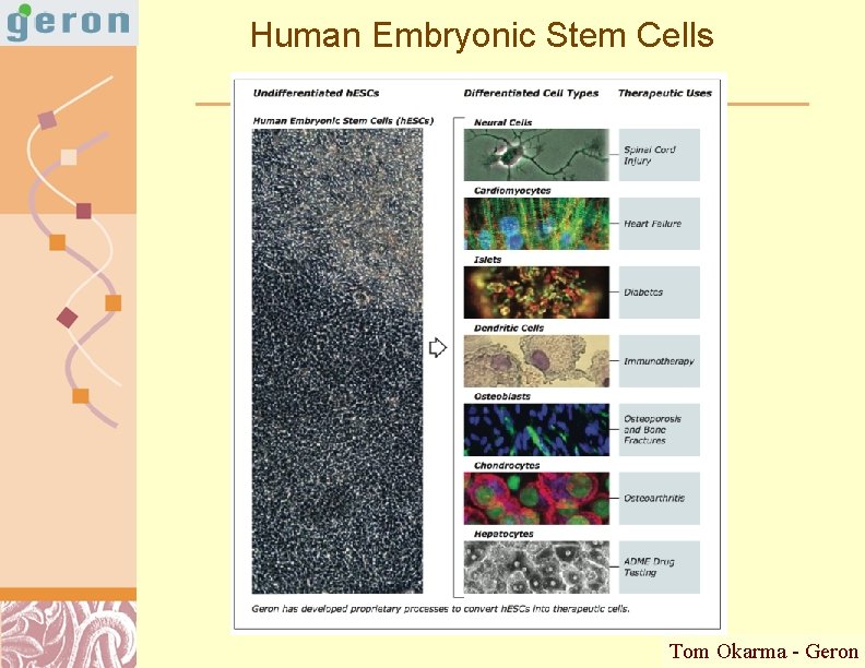 Human Embryonic Stem Cells Tom Okarma - Geron Doug Brutlag 2011 