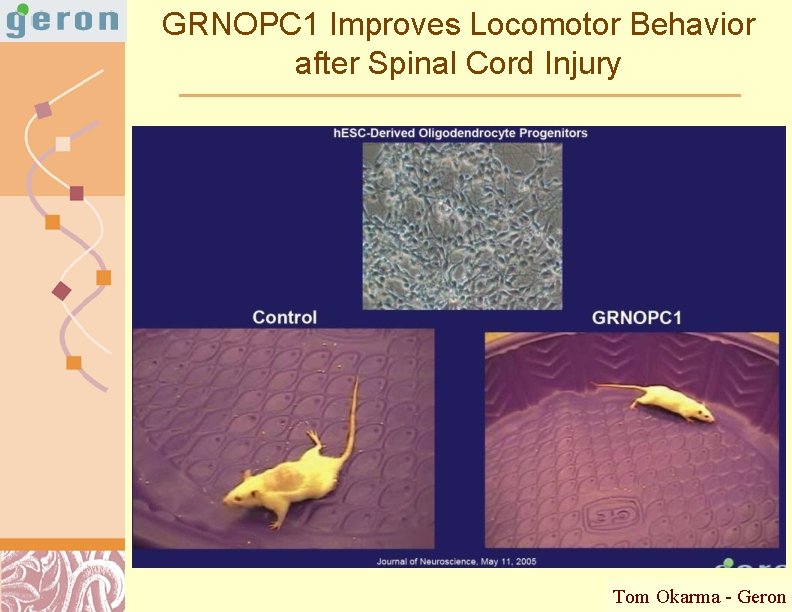 GRNOPC 1 Improves Locomotor Behavior after Spinal Cord Injury Tom Okarma - Geron Doug