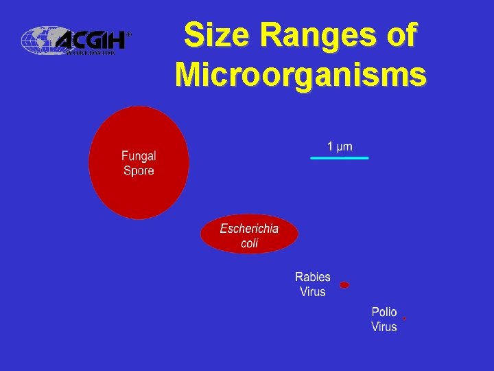 Size Ranges of Microorganisms 