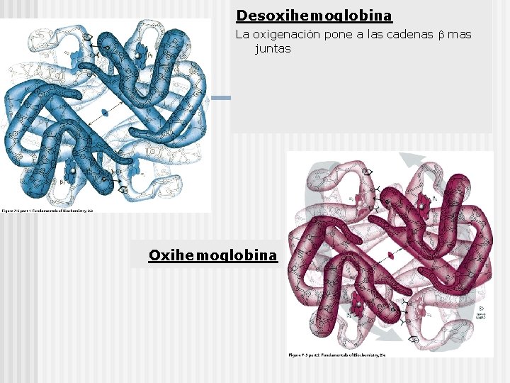 Desoxihemoglobina La oxigenación pone a las cadenas mas juntas Oxihemoglobina 