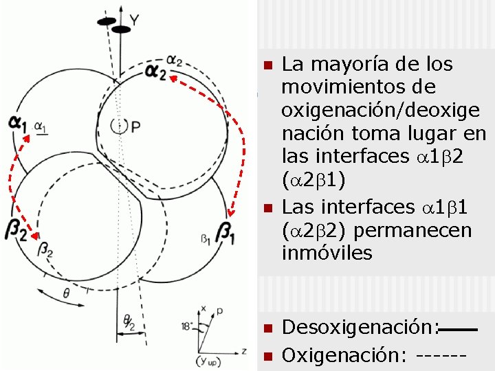 n n La mayoría de los movimientos de oxigenación/deoxige nación toma lugar en las