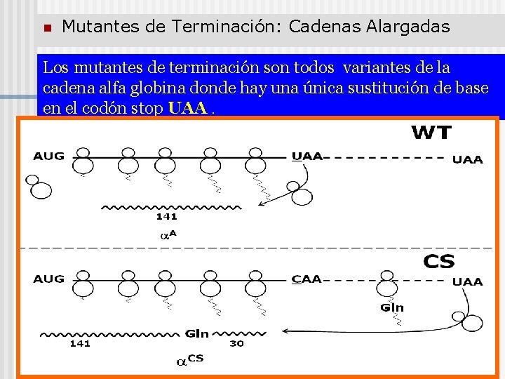 n Mutantes de Terminación: Cadenas Alargadas Los mutantes de terminación son todos variantes de