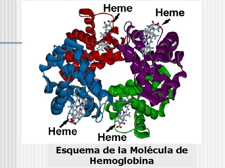 Esquema de la Molécula de Hemoglobina 