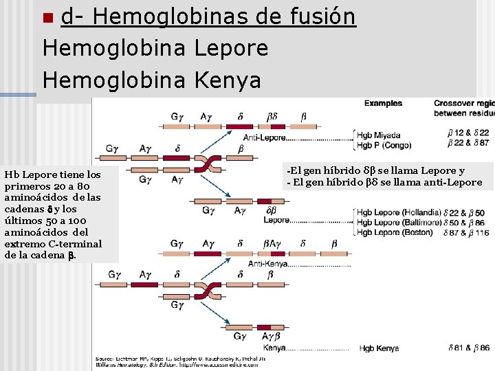 d- Hemoglobinas de fusión Hemoglobina Lepore Hemoglobina Kenya n Hb Lepore tiene los primeros