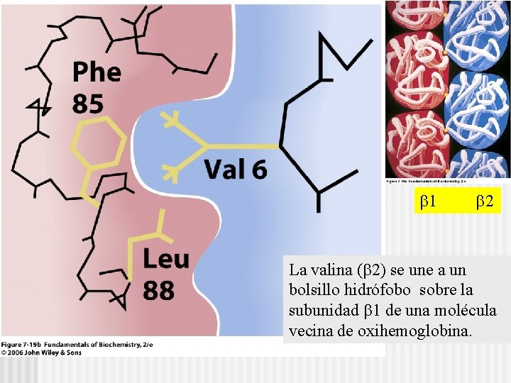  1 2 La valina ( 2) se une a un bolsillo hidrófobo sobre