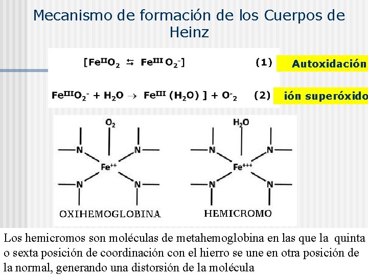 Mecanismo de formación de los Cuerpos de Heinz Autoxidación superóxido Los hemicromos son moléculas