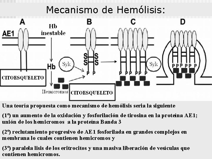 Mecanismo de Hemólisis: Una teoría propuesta como mecanismo de hemólisis seria la siguiente (1º)