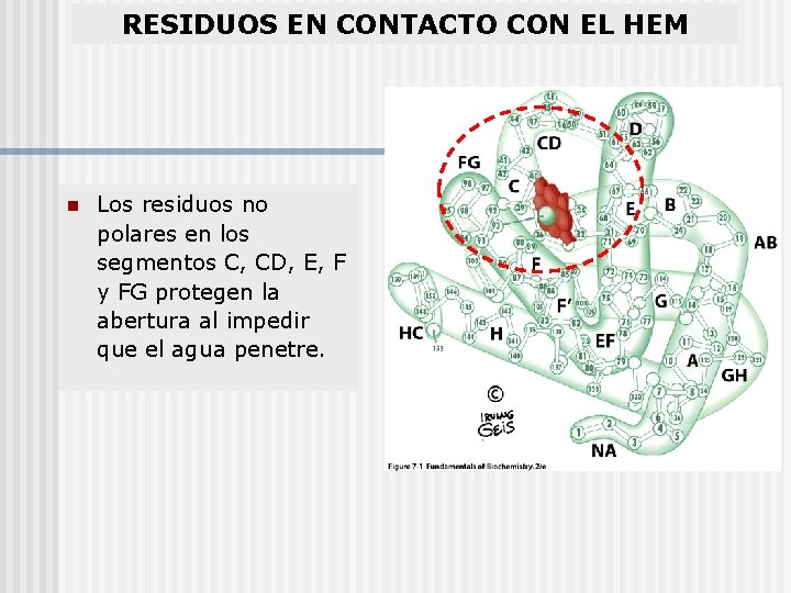 RESIDUOS EN CONTACTO CON EL HEM n Los residuos no polares en los segmentos
