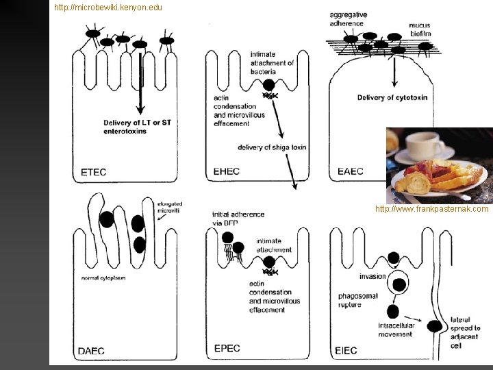 http: //microbewiki. kenyon. edu http: //www. frankpasternak. com 