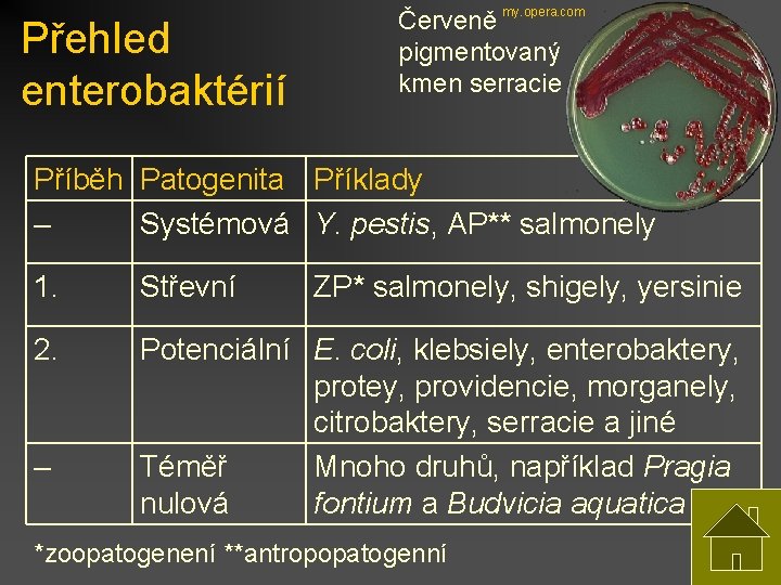 Přehled enterobaktérií Červeně my. opera. com pigmentovaný kmen serracie Příběh Patogenita Příklady – Systémová