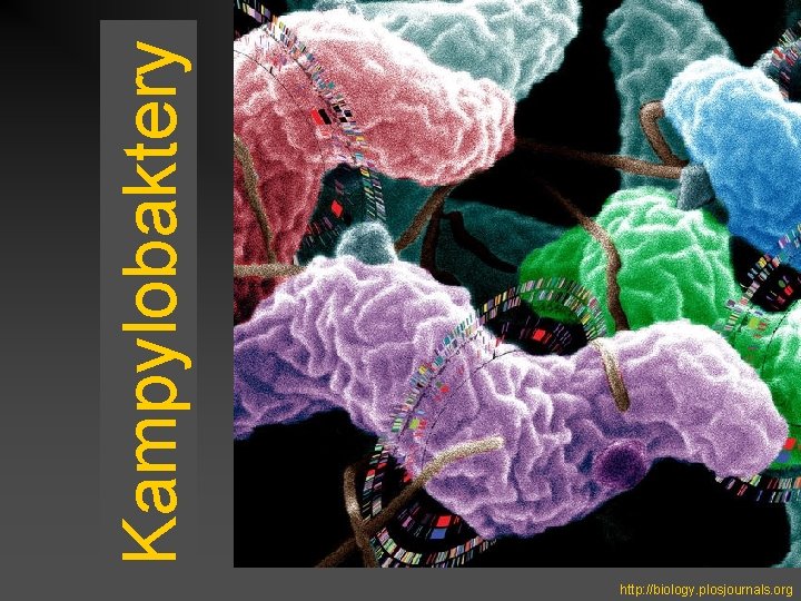 Kampylobaktery http: //biology. plosjournals. org 