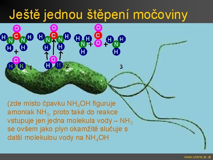 Ještě jednou štěpení močoviny (zde místo čpavku NH 4 OH figuruje amoniak NH 3,