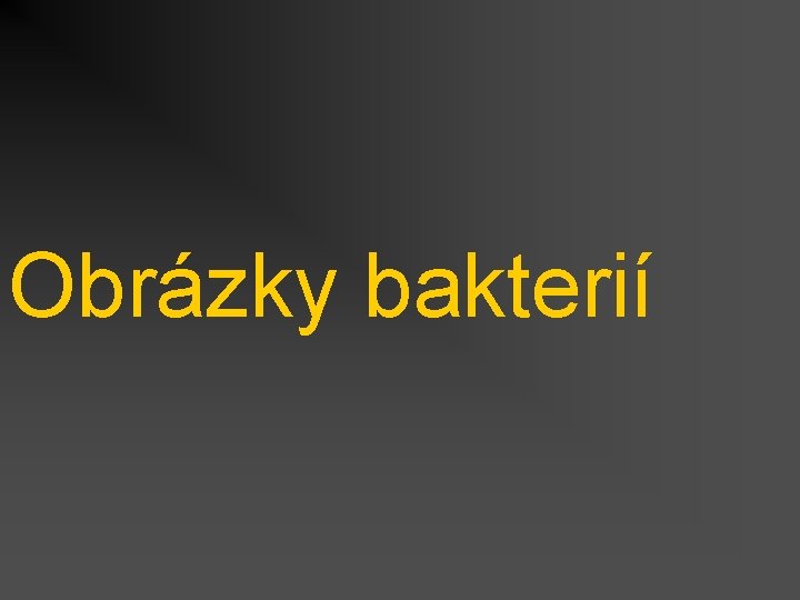 Obrázky bakterií 