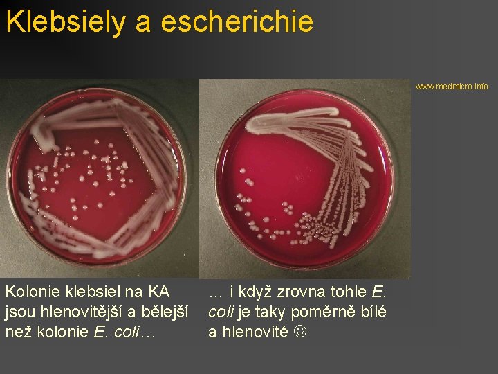 Klebsiely a escherichie www. medmicro. info Kolonie klebsiel na KA … i když zrovna