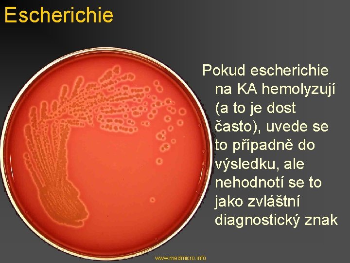 Escherichie Pokud escherichie na KA hemolyzují (a to je dost často), uvede se to