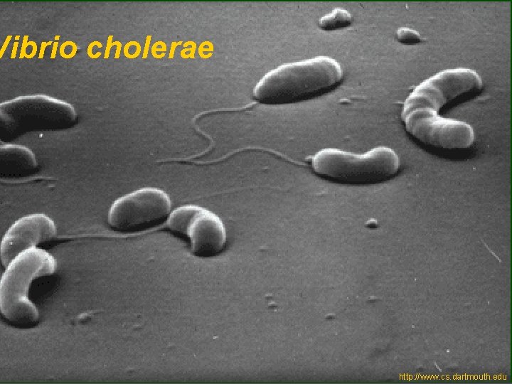 Vibrio cholerae http: //www. cs. dartmouth. edu 