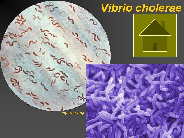 Vibrio cholerae http: //bepast. org 