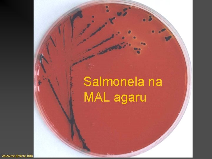 Salmonela na MAL agaru www. medmicro. info 