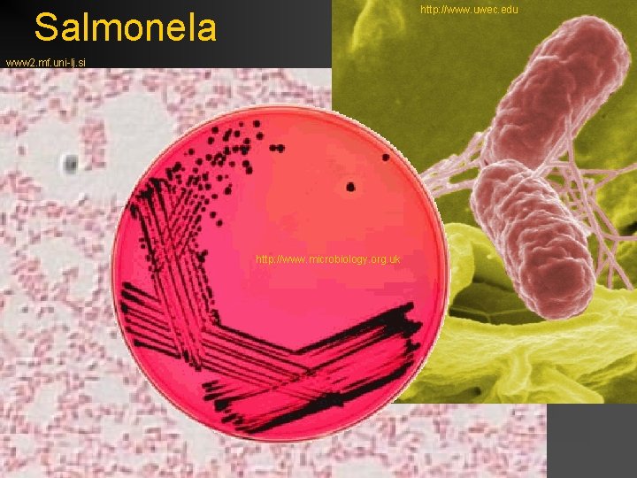 http: //www. uwec. edu Salmonela www 2. mf. uni-lj. si http: //www. microbiology. org.