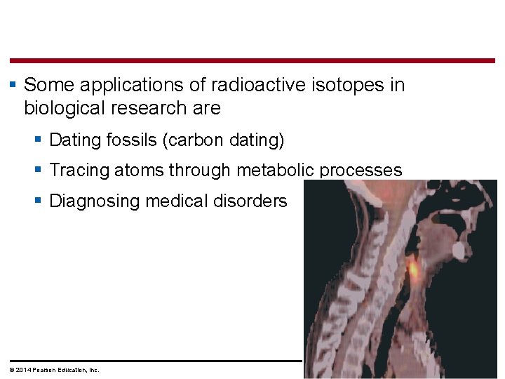 § Some applications of radioactive isotopes in biological research are § Dating fossils (carbon