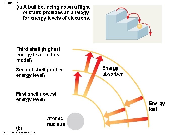 Figure 2. 5 (a) A ball bouncing down a flight of stairs provides an
