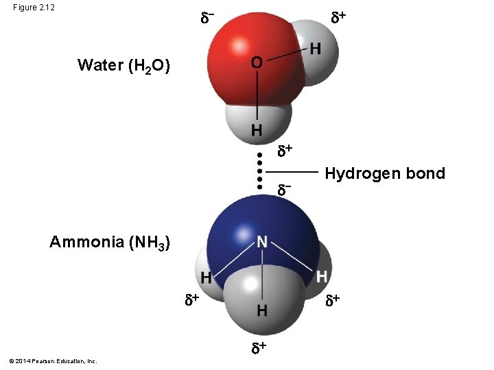 Figure 2. 12 − Water (H 2 O) − Hydrogen bond Ammonia (NH 3)