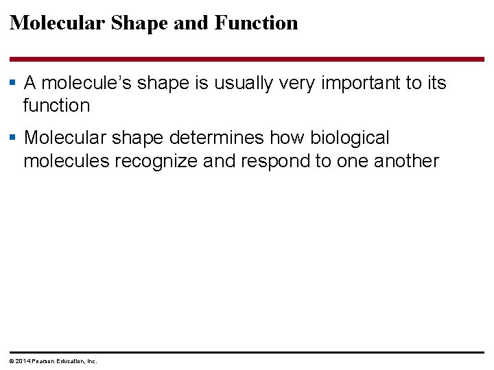 Molecular Shape and Function § A molecule’s shape is usually very important to its